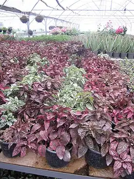پرورش گل در محلات