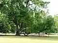 The Tembusu tree (Faraea fragrans) featured on the reverse of the دلار سنگاپور at Lawn E, Singapore Botanic Gardens