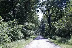 Bojčinska Šuma