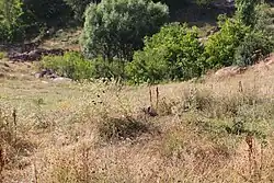 Մ. թ. ա. 2-րդ հազարմայակի ամրոցը