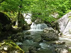 رود کاشونی