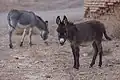 یک الاغ ماده و کره‌اش