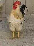 خروس