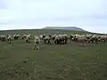 گله گوسفند در سوباتان (سووتون)