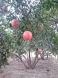 انار سرخ تنگ طه