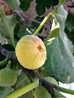 میوه انجیر رسیده و شهد آن خارج شده