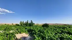 باغات انگور دلبران