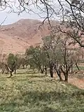 باغستان چرمه