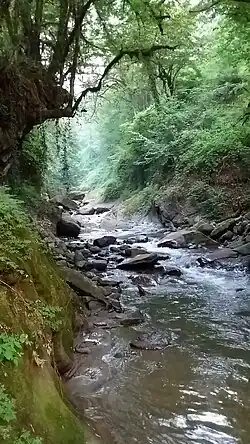منظره رود و جنگل هیرکانی دهستان سیاهکلرود