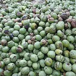 گردو