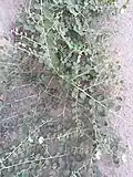 بوته چند ماهه کبر