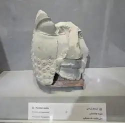تبسم پارسی در موزه تخت جمشید