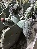 تفرو جئو