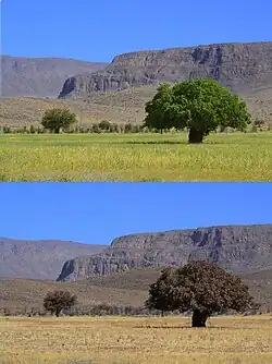 درخت بنه-طبیعت نی‌ریز