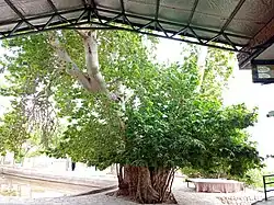 چنار کهن تیکدر