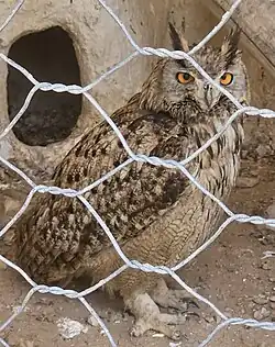 جغد