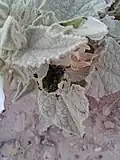 استفاده حشرات از گل ختمی کوهی