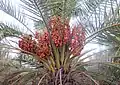 خرمای خاسویی