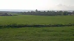 مزارع خرگونه