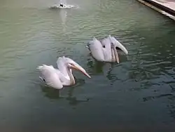استخر باغ