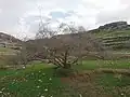 درختچه ربنیک، بهبهان