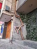 تنهٔ درخت پیچ خورده