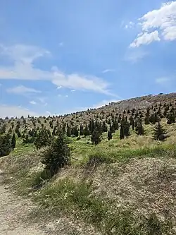 درخت‌های بوستان دراک