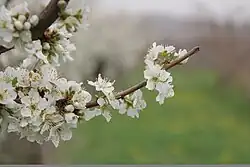 درخت آلو قلعه قباد