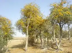 درخت انار شیطان (شهنیاء)