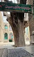درخت سرو کهنسال روستا که داخل حیاط مسجد جامع قرار دارد