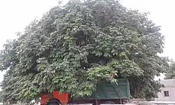 یک درخت غول پیکر چنال