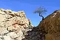 درهٔ زیبای پلنگان