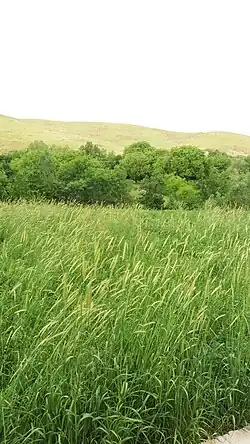 دشتی در روستای طزرکش