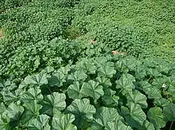 دشت گیاه پنیرک در بهبهان