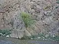 زرشک کوهی در از پوشش گیاهی ارتفاعات شاه جهان