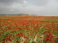 طبیعت سرمست - گواور