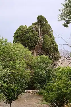 درخت سرو هزار ساله واقع در روستای سروتمین .کهن ترین درخت منطقه جبالبارز درمیان مردمی فرهیخته و خدا باور در حال خشک شدن است . به بهانه زیارتگاه اطراف این سر کهن باسیمان و موزائیک و بتون و فنس تخریب شده .و باعث شده این سرو کهن روزهای سختی را بگذراند 
به دادم بِرِس که داغونه قَلبم 
که حالَم بده
شبام بی تو سَردَن
از این خونه خَستَم نجاتَم بده 
دُچارم به تو ببین بی پَناهم کمَک کن مَنو
گره خورده کارم هَمش بد میارم بِبین حالمو
من از این حالِ بد درآم خودم پیشِتم
میمونم به پات تا نَفس میکشَم 
مَن از هَر کَسی جز تو دَس میکِشَم
چی بگَم از دِلَم خودِت میدونی چمه
بیا و بمون تو به جای همه 
چَقد این روزا بودَنت لازمه 
من از این غَم گِله دارم اَز خدا هم گِله دارم 
بی تو از عالَم و آدَم گله دارَم
زَخم این سینه عَمیقه 
زِنده موندَنم عَجیبه 
با دِلَم آخه کی غِیر از تو رَفیقه