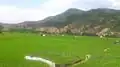 شالیزاری در شمال ایران