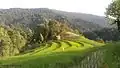 شالیزار آمیسو روستای اِشکآُل