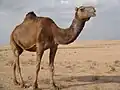 شتر یکی از حیوانات مقاوم در محدوده روستای منگلی   در بخش جنوبی و دشتی شهر صفی آباد است.