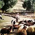 شستن گوسفندان در روستا