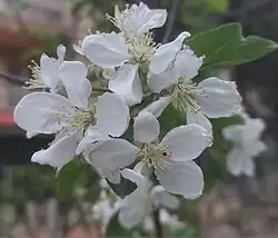شکوفه درخت سیب