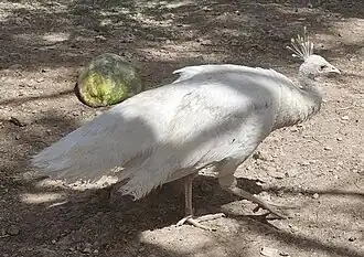 طاووس