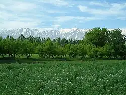 روستای بیان