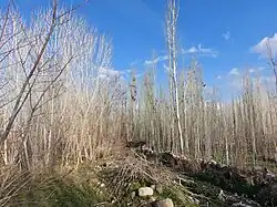طبیعت جنگلی بخش دلبران