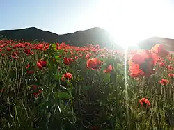 دشت شقایق
