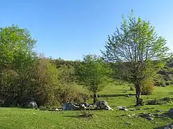 طبیعت کشک‌سرا