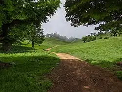 نمایی از جنگل ابر ۲