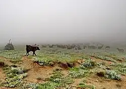نمایی از جنگل ابر ۴