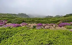 نمایی از جنگل ابر ۵